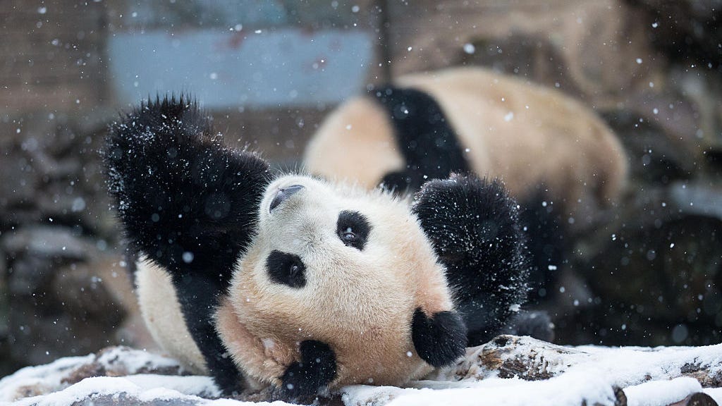 WATCH: Giant panda cub frolics in the snow