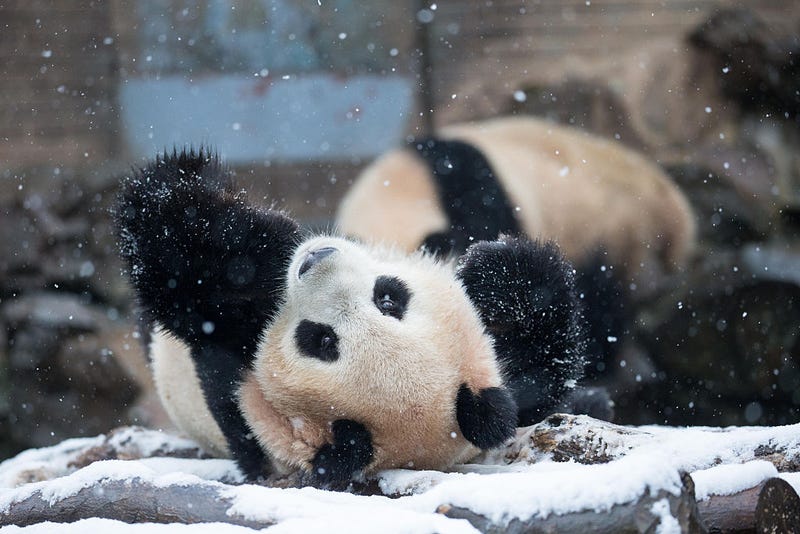 snow panda