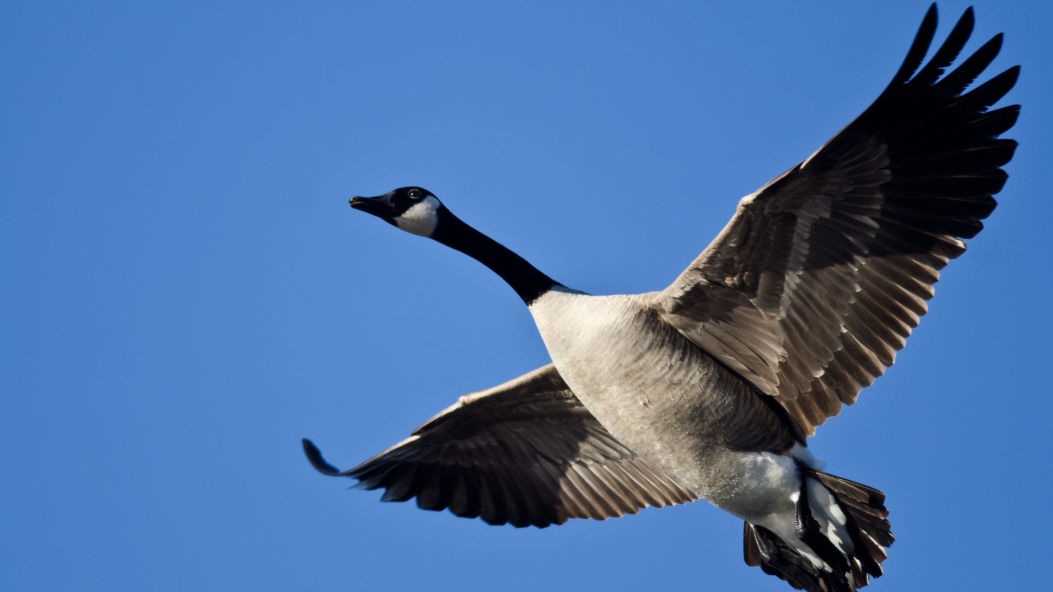 WATCH: Goose falls in love with man's car, chases it for miles