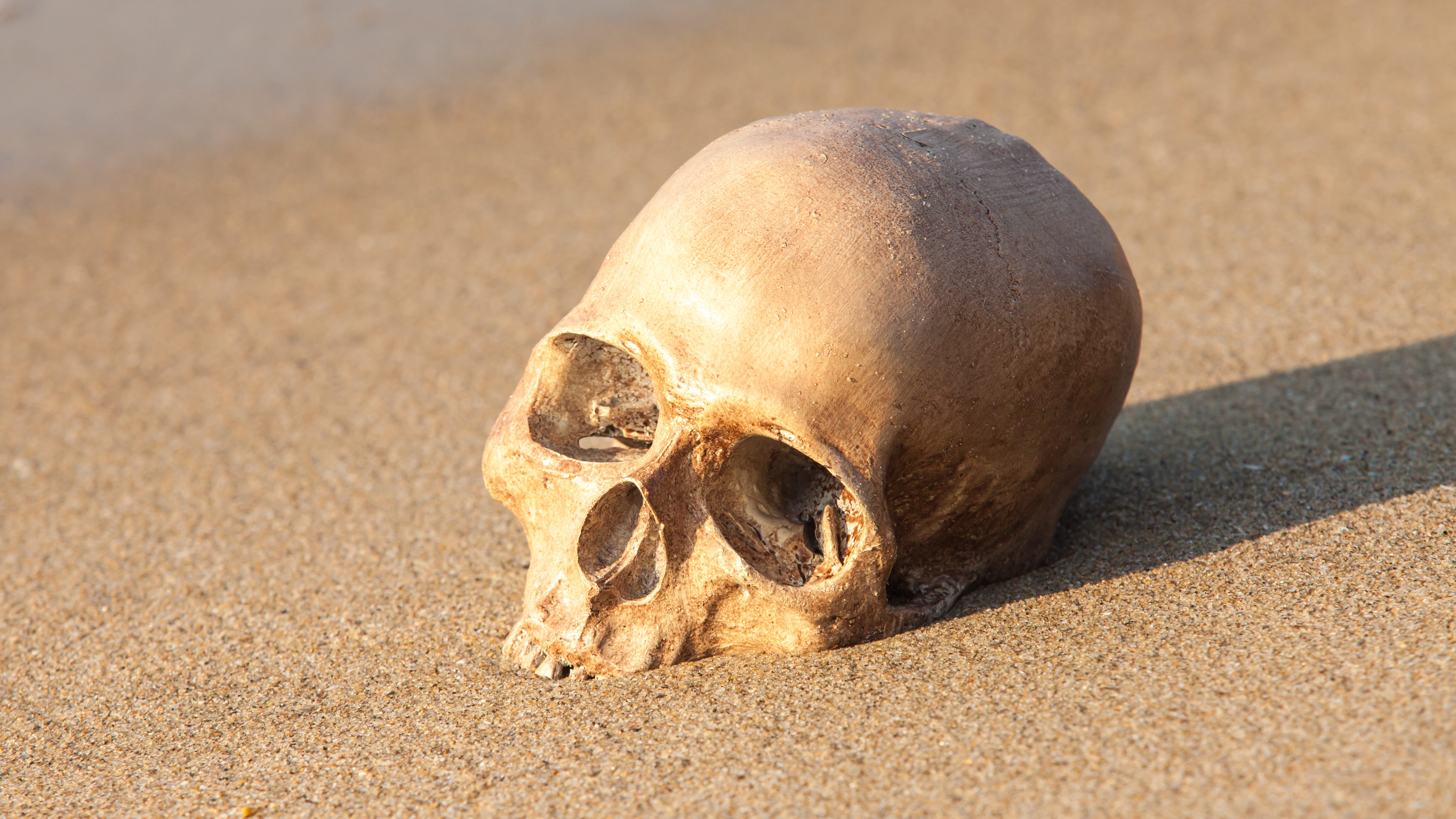 Human skull discovered along shoreline of Lake Michigan