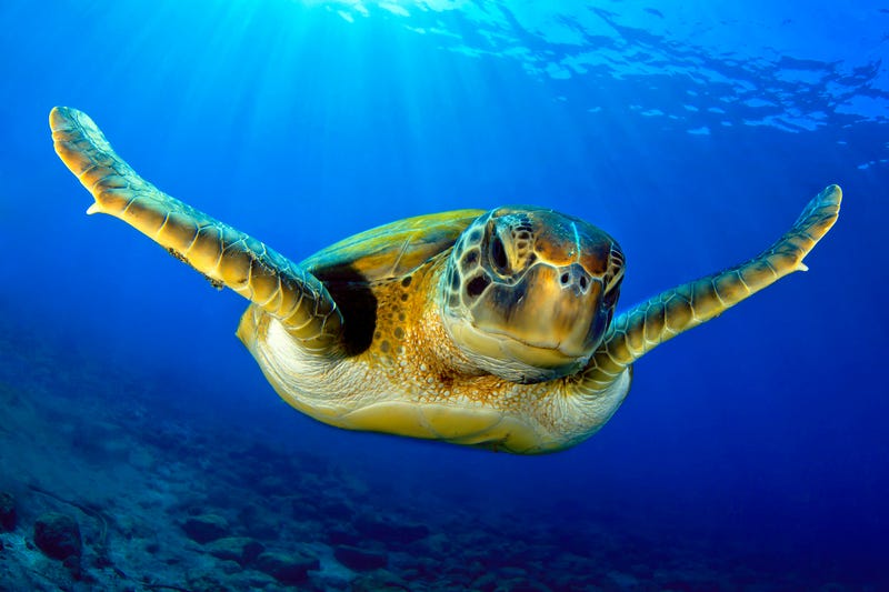 The hard way: endangered turtles endure rough trip to New Orleans
