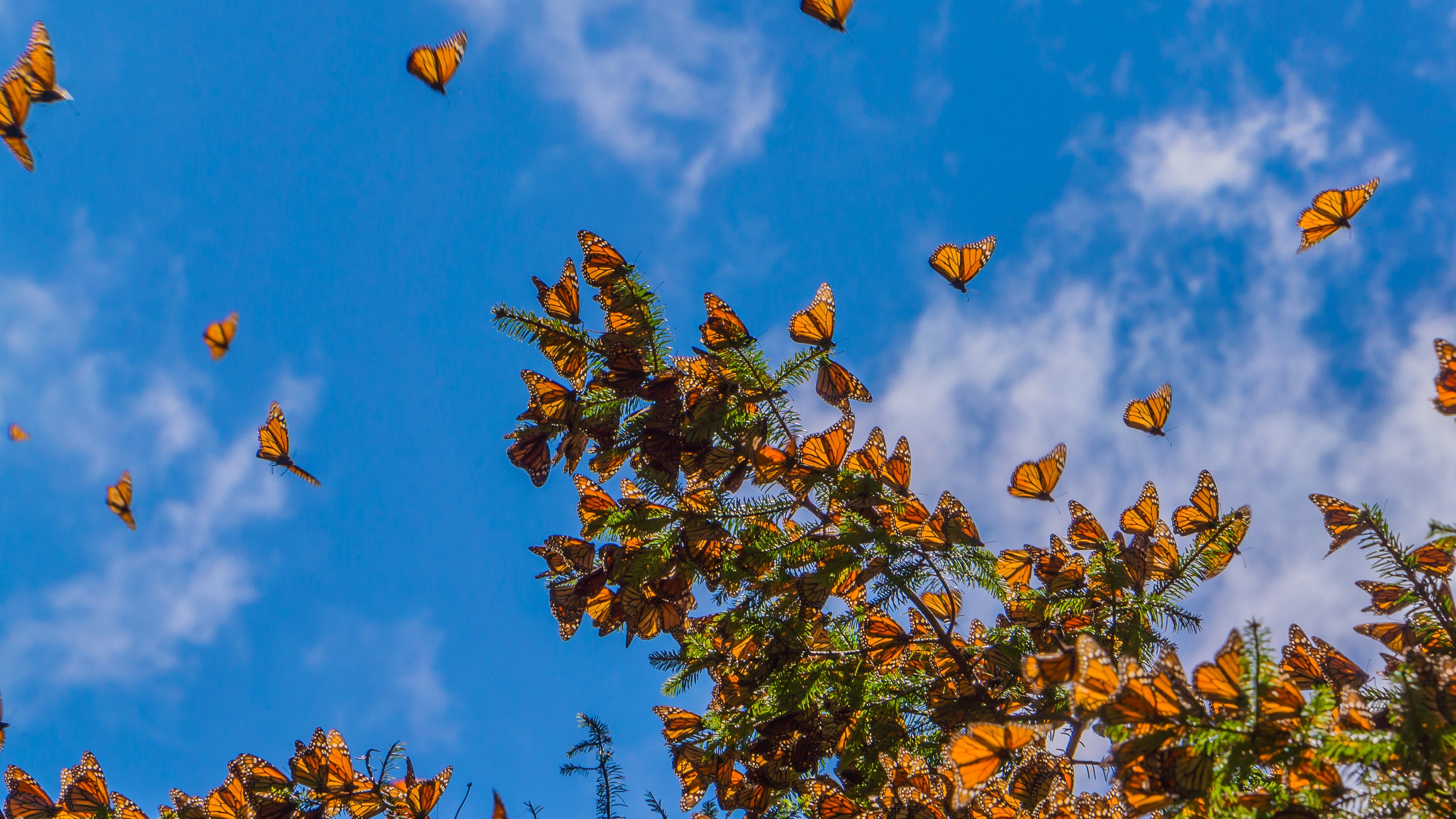 Monarch butterfly added to endangered species list