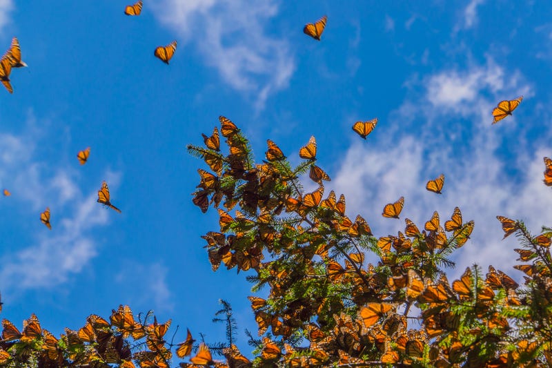 FILE: Monarch butterflies on tree branch in blue sky background.