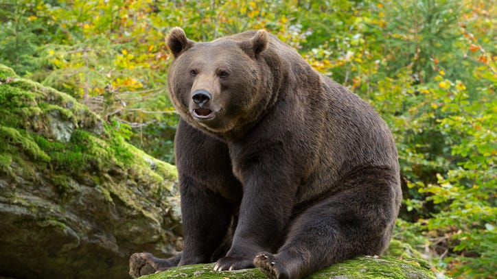 Vote for your favorite chubby beast here for Fat Bear Week celebration