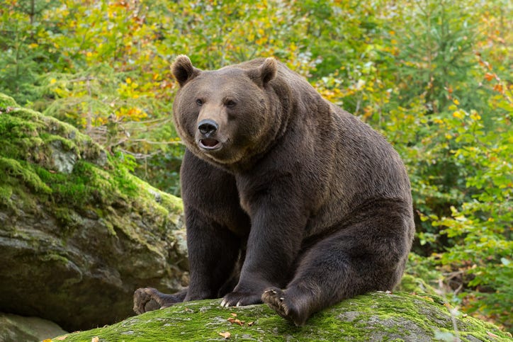 Brown bear.