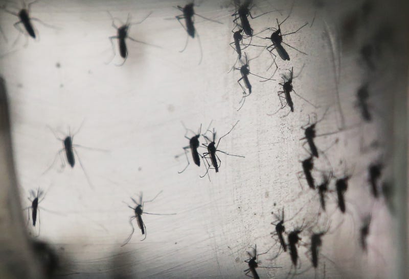 midges