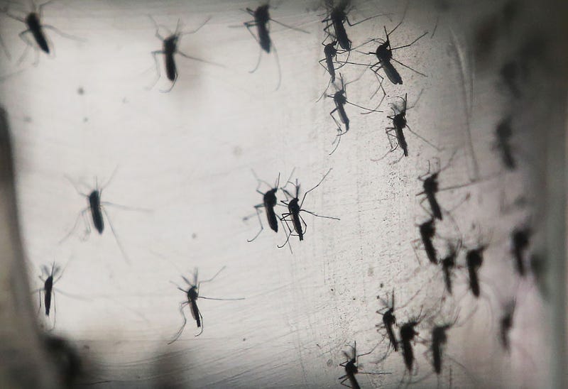mosquitoes