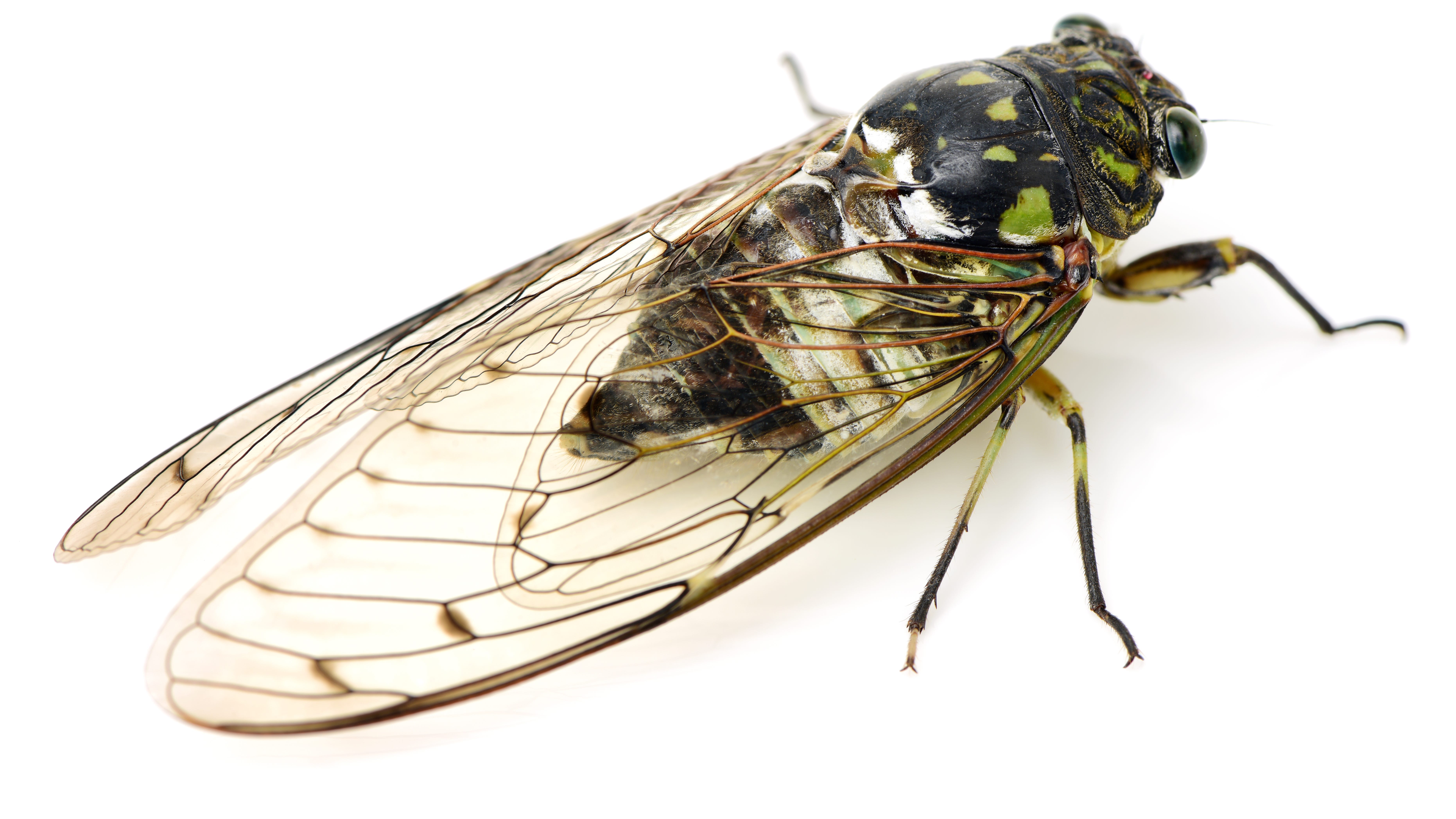 'Amorous' cicada causes serious car crash: police