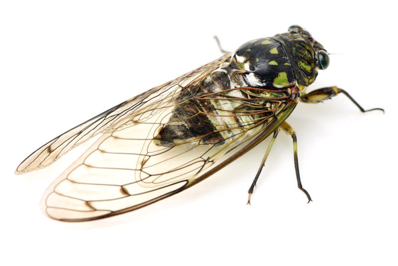 Cicada