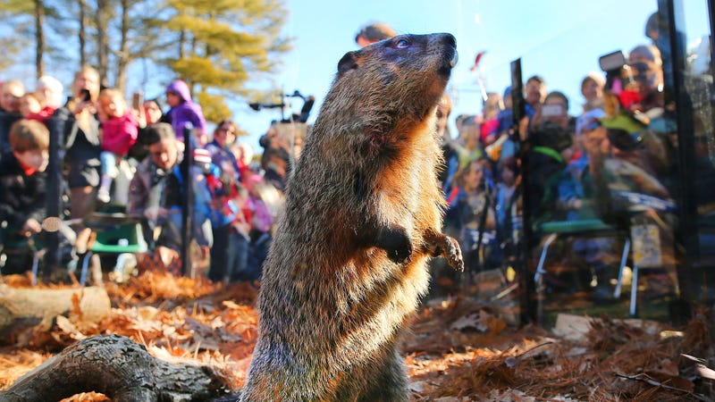 Massachusetts groundhog, Ms. G