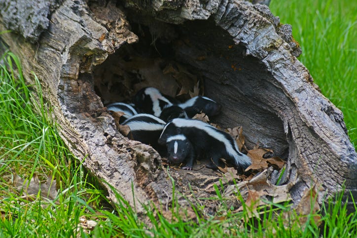 Skunks