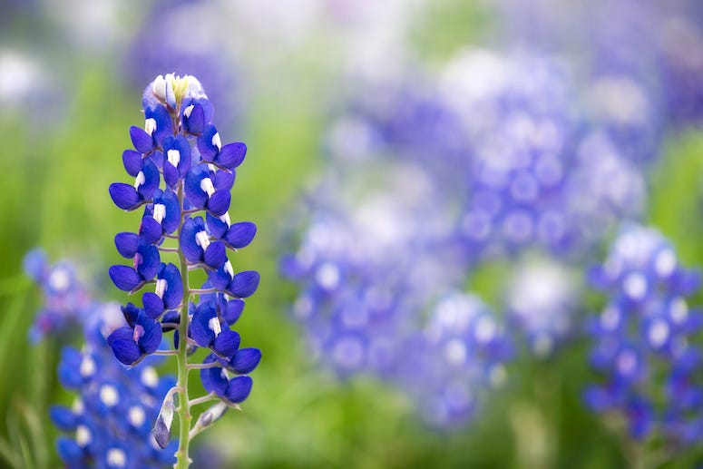 Bluebonnets in a field