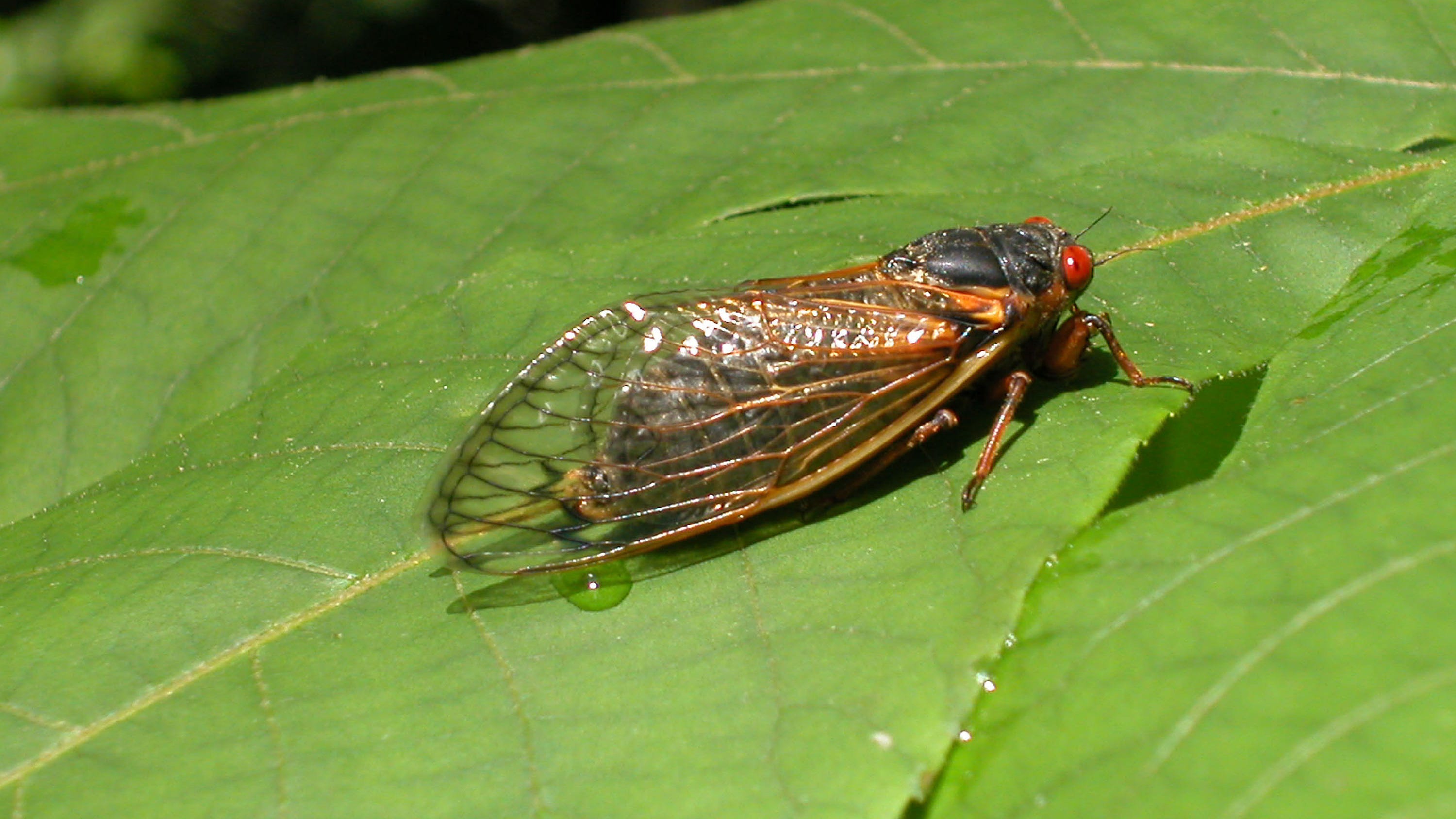 Billions and billions of cicadas are coming to a woods near you