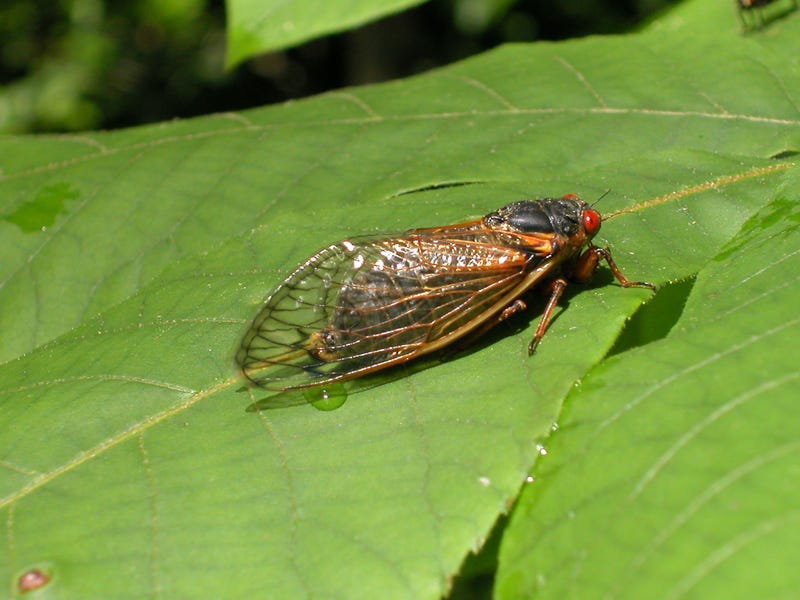 A newly emerged adult cicada suns itself on a leaf.