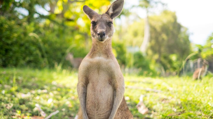 These are the exotic animals you can have as pets in Texas