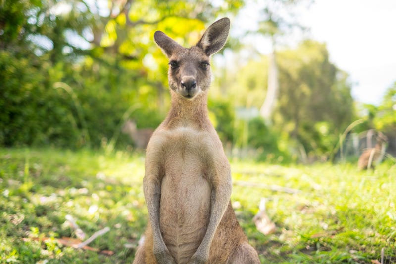 kangaroo