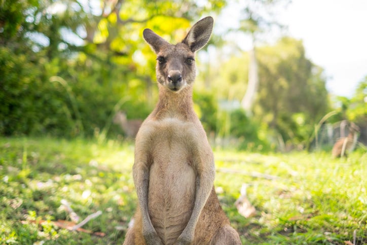 KANGAROO