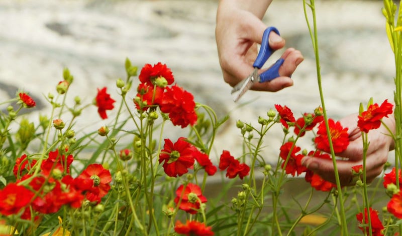 gardening