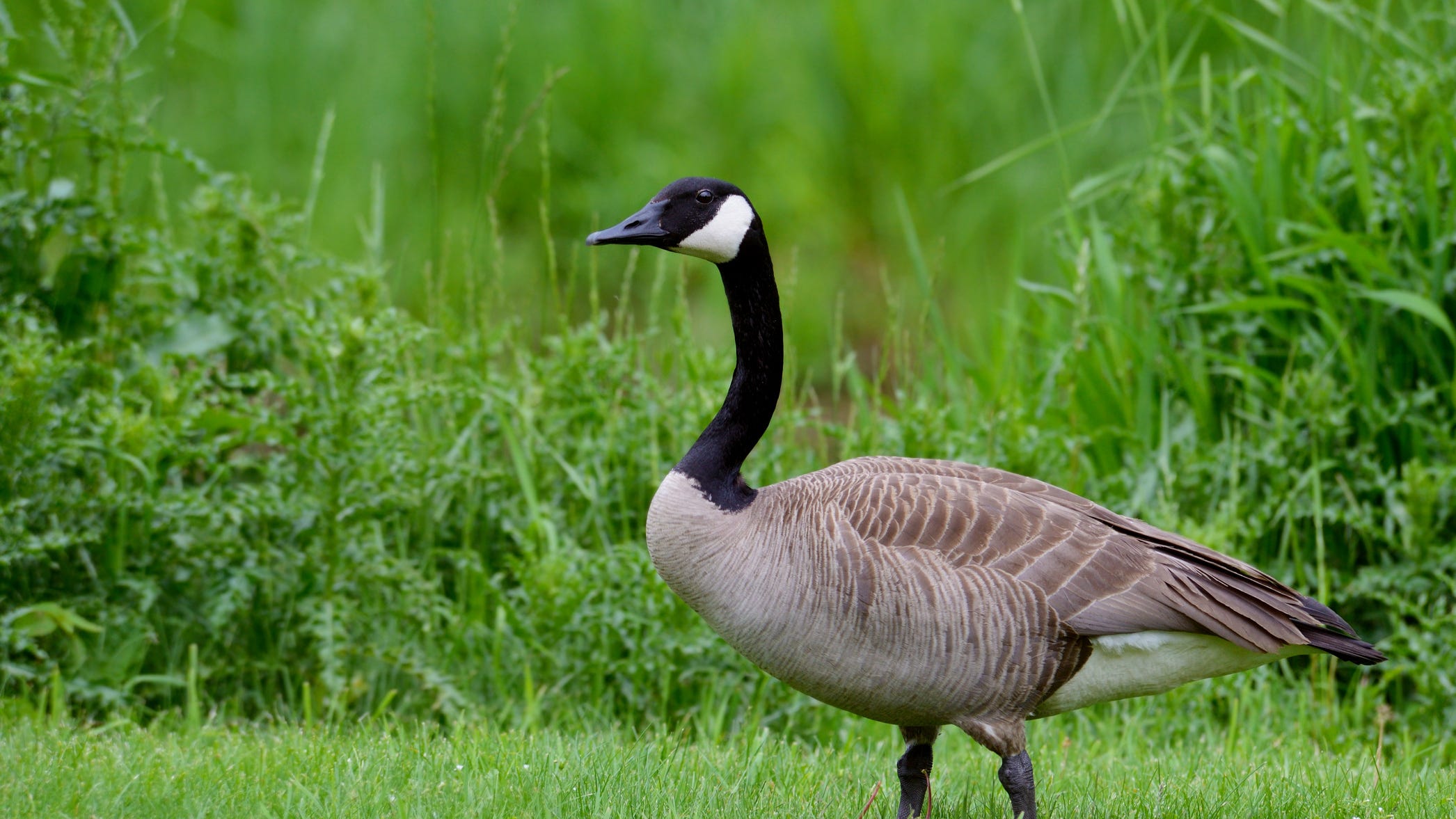 Why this Peninsula city could kill up to 100 wild geese