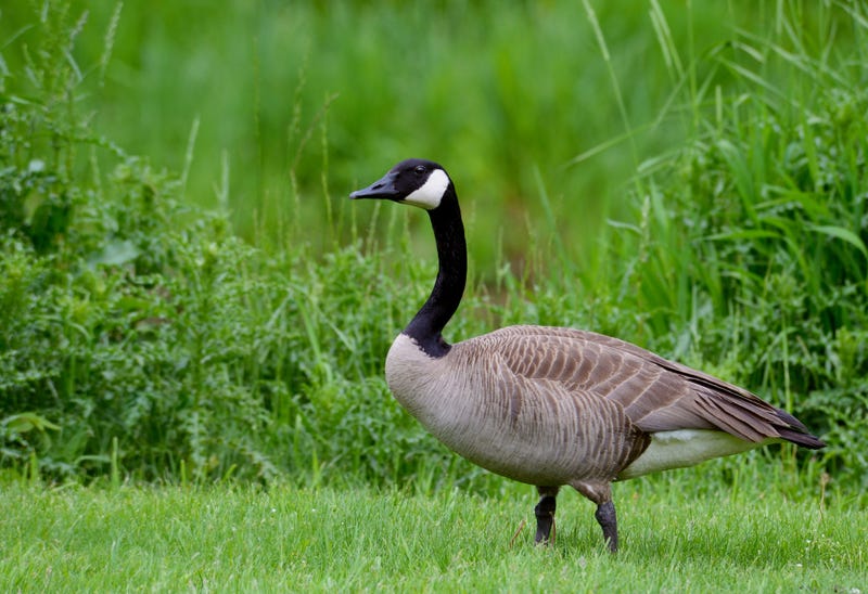 An image of a Canada Goose at an undisclosed location.