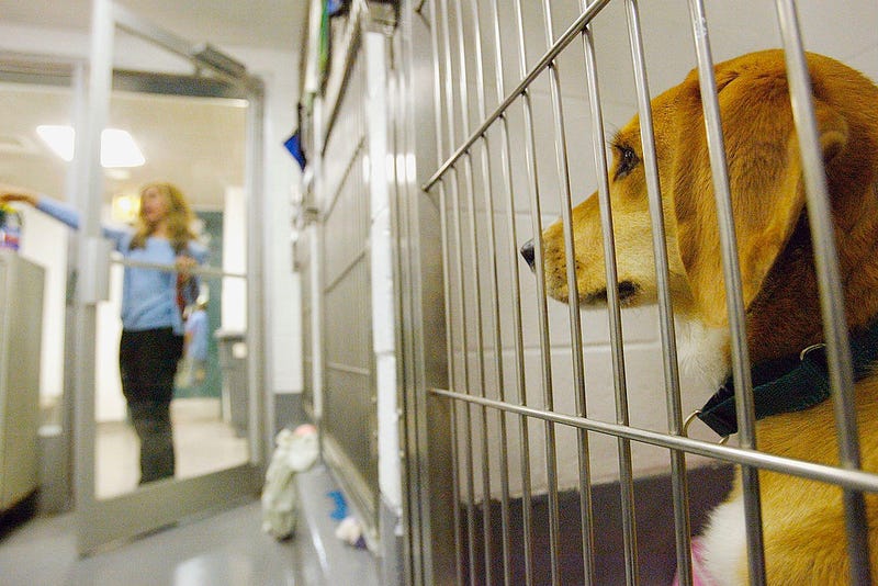 Dallas Animal Services is urging residents to temporarily foster dogs to help contain a distemper outbreak at the city shelter.