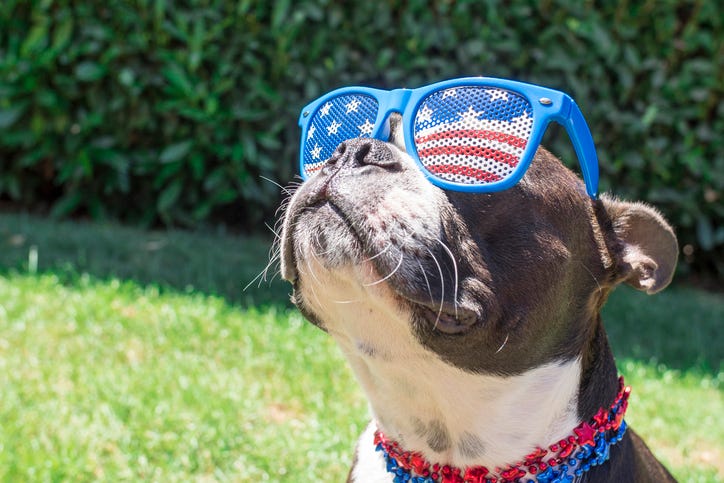 Summer Dog