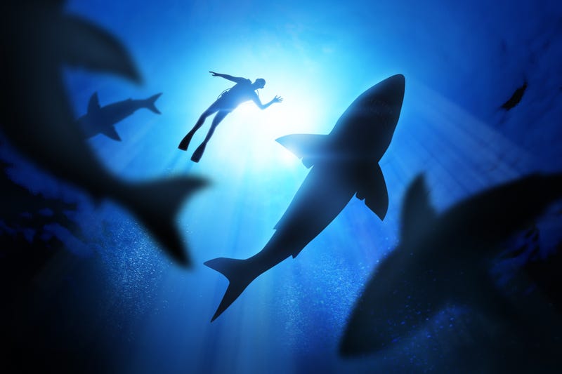 White Sharks
