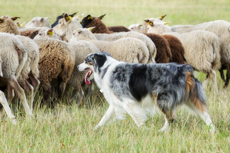 Sheep Dog