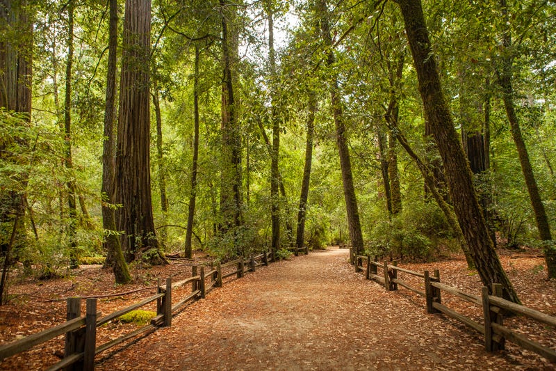 The Redwood Nature Trail winds through the lush greenery and red orange forest floor "carpet" of coast redwood trees in Big Basin State Park.