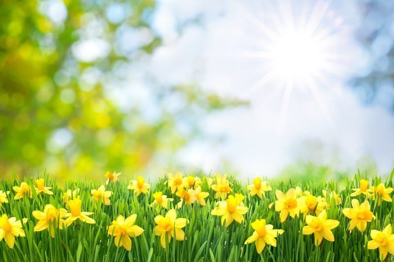 Daffodils