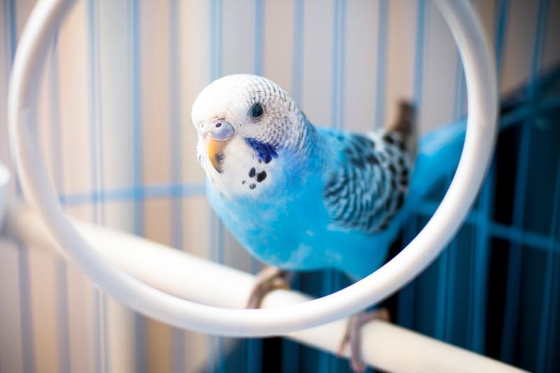 Blue Parakeet 