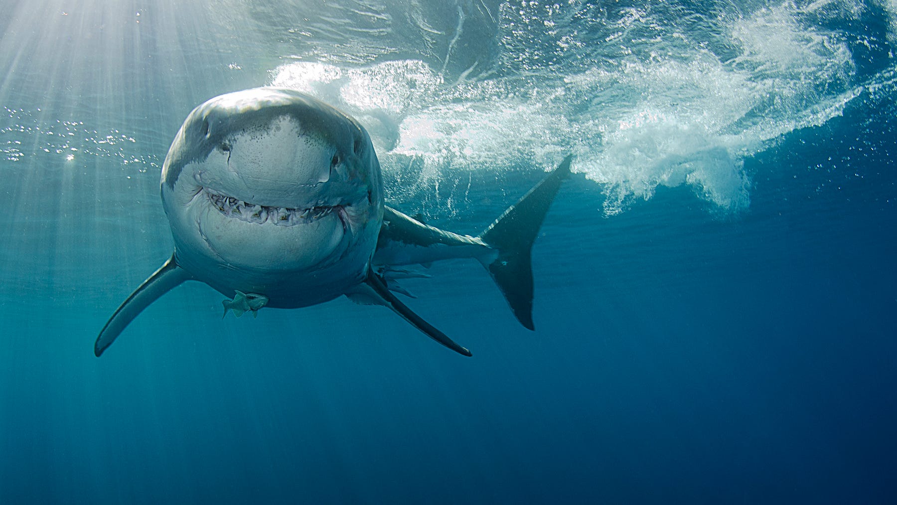 Sharks detected off New York, New Jersey coasts