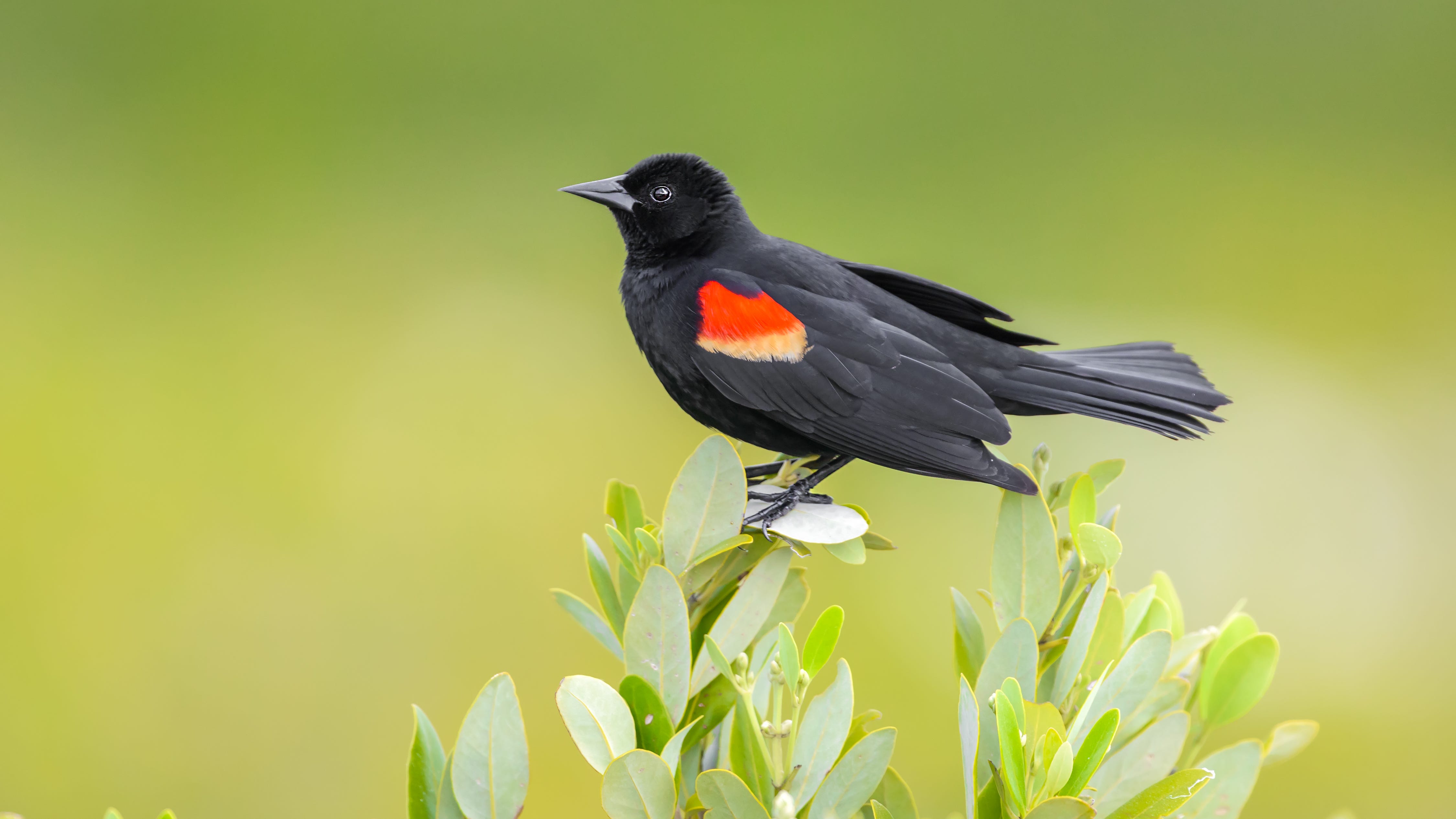 'Perfect bird watching destination' is Eggers Grove Forest Preserve, Preckwinkle says