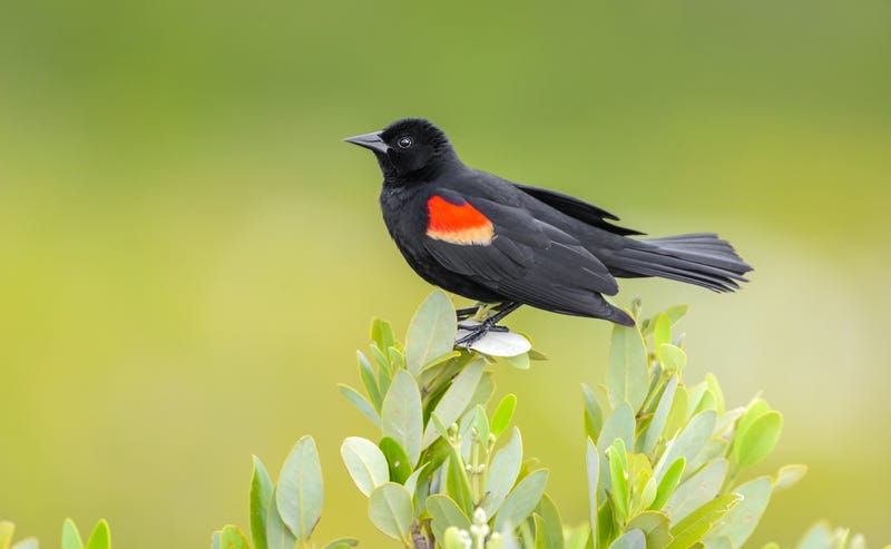 Red-winged blackbird