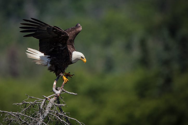Bald eagle.