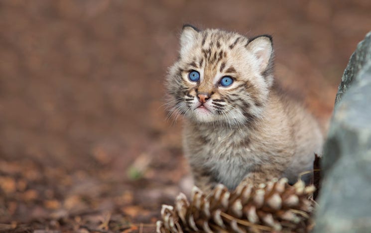 Bobcat