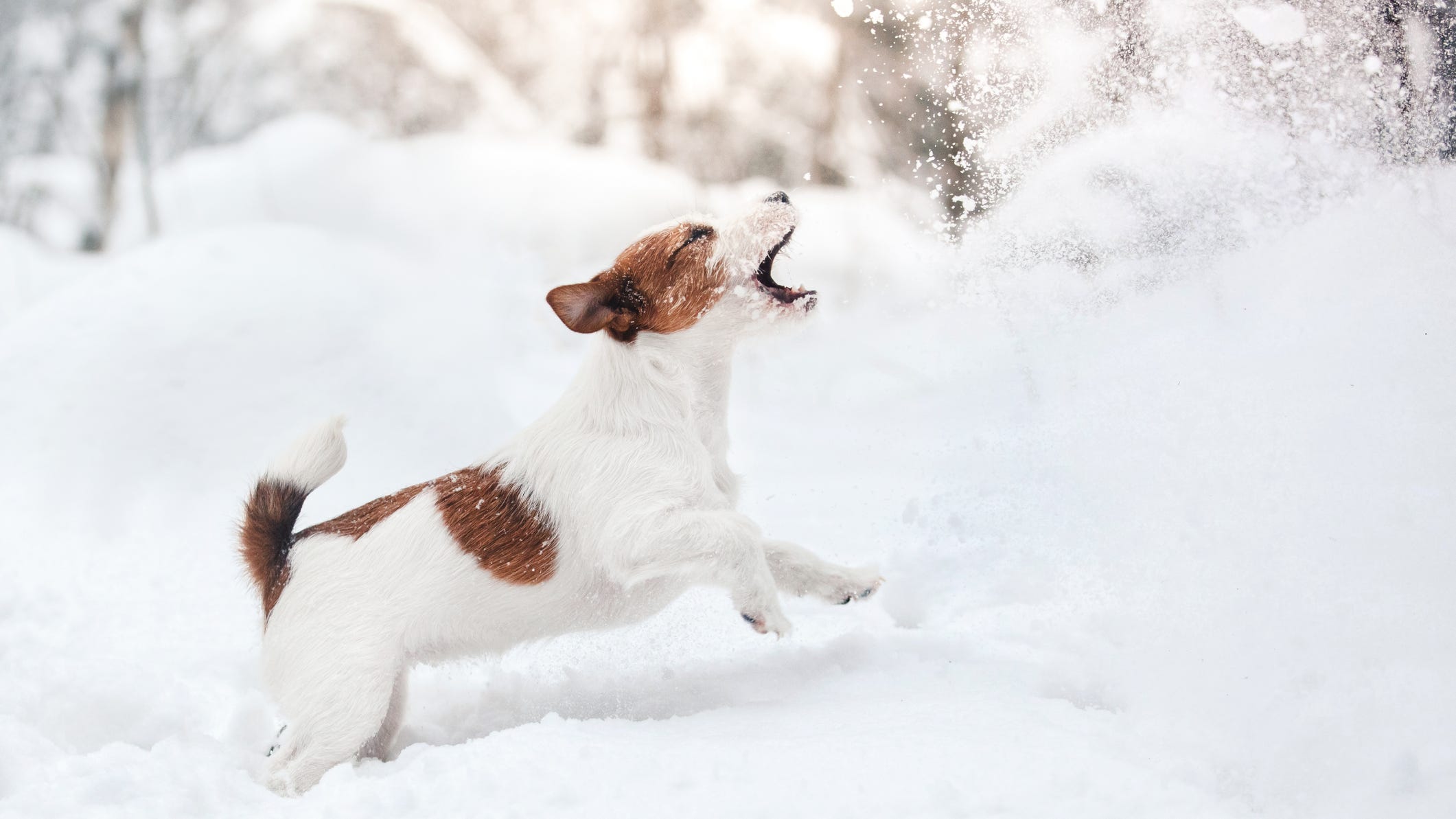WATCH: Adorable puppy hijacks live weather report and becomes a viral star