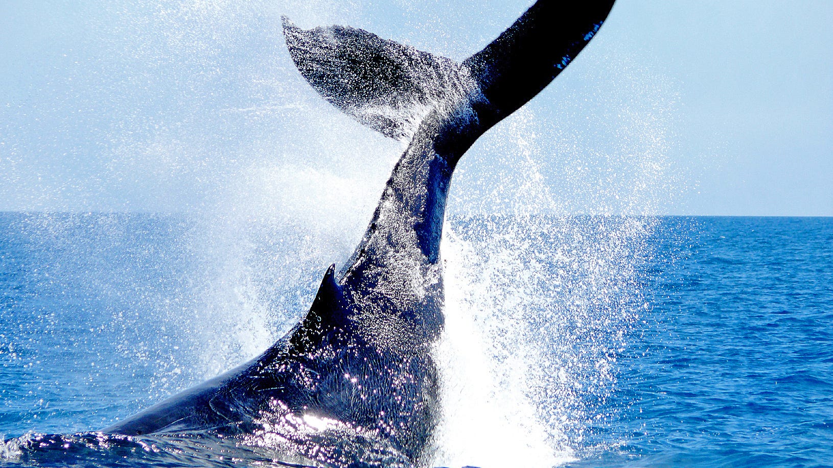 Giant whale sinks 44-foot sailboat in the Pacific Ocean