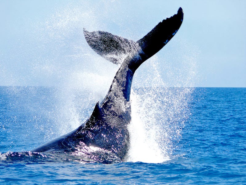 Whale surfacing. 