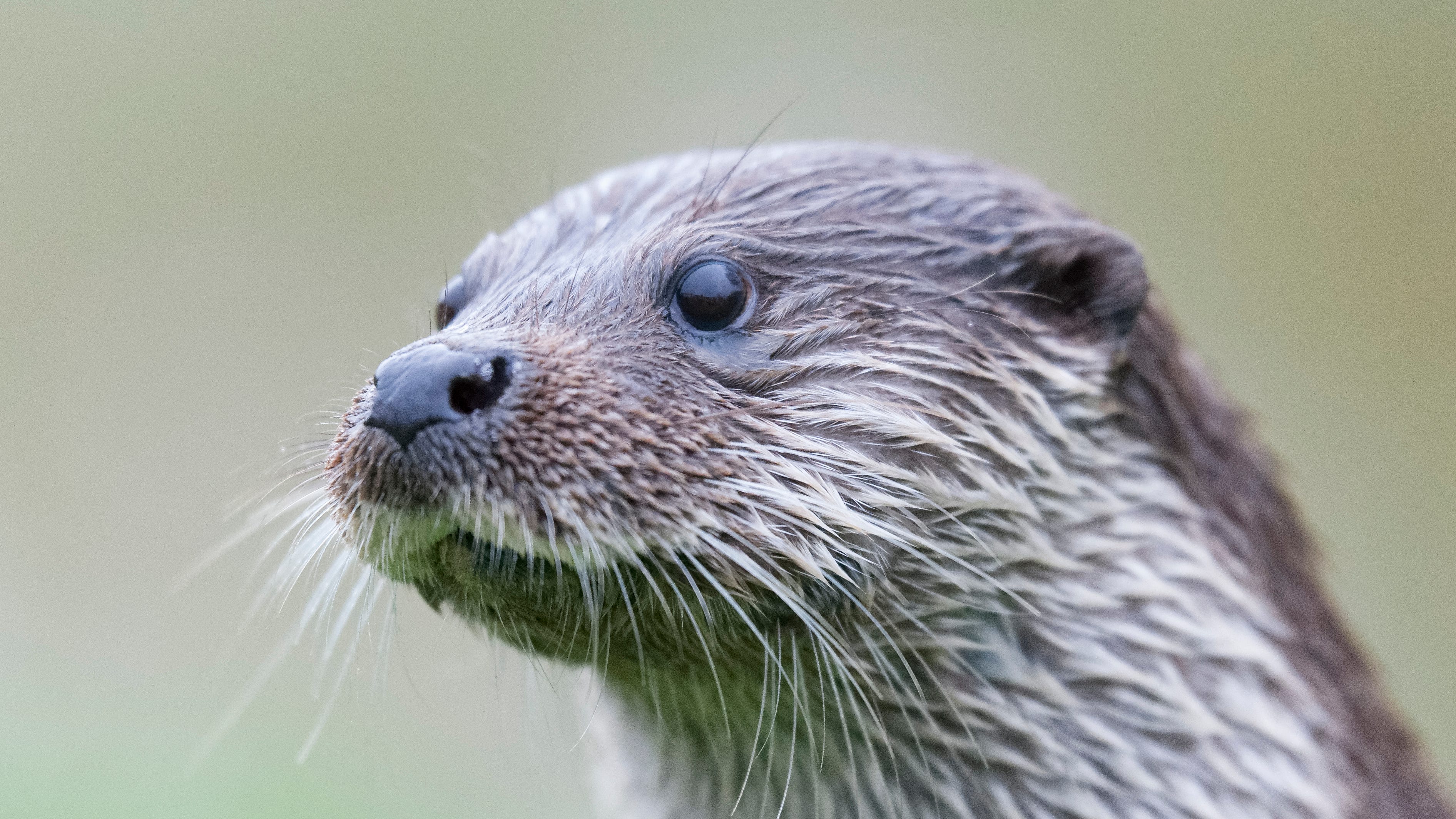 Ecosystem 'healing' after otters spotted splashing in waters of Detroit River for first time in 100 years