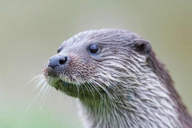 After getting completely wiped out in the early 1900s due to fur traders and deteriorating water conditions in the Detroit River, river otters have officially made their triumphant return to southeast Michigan, local biologists happily announced on Friday.