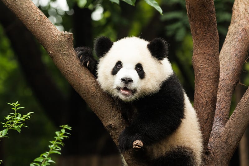 giant panda
