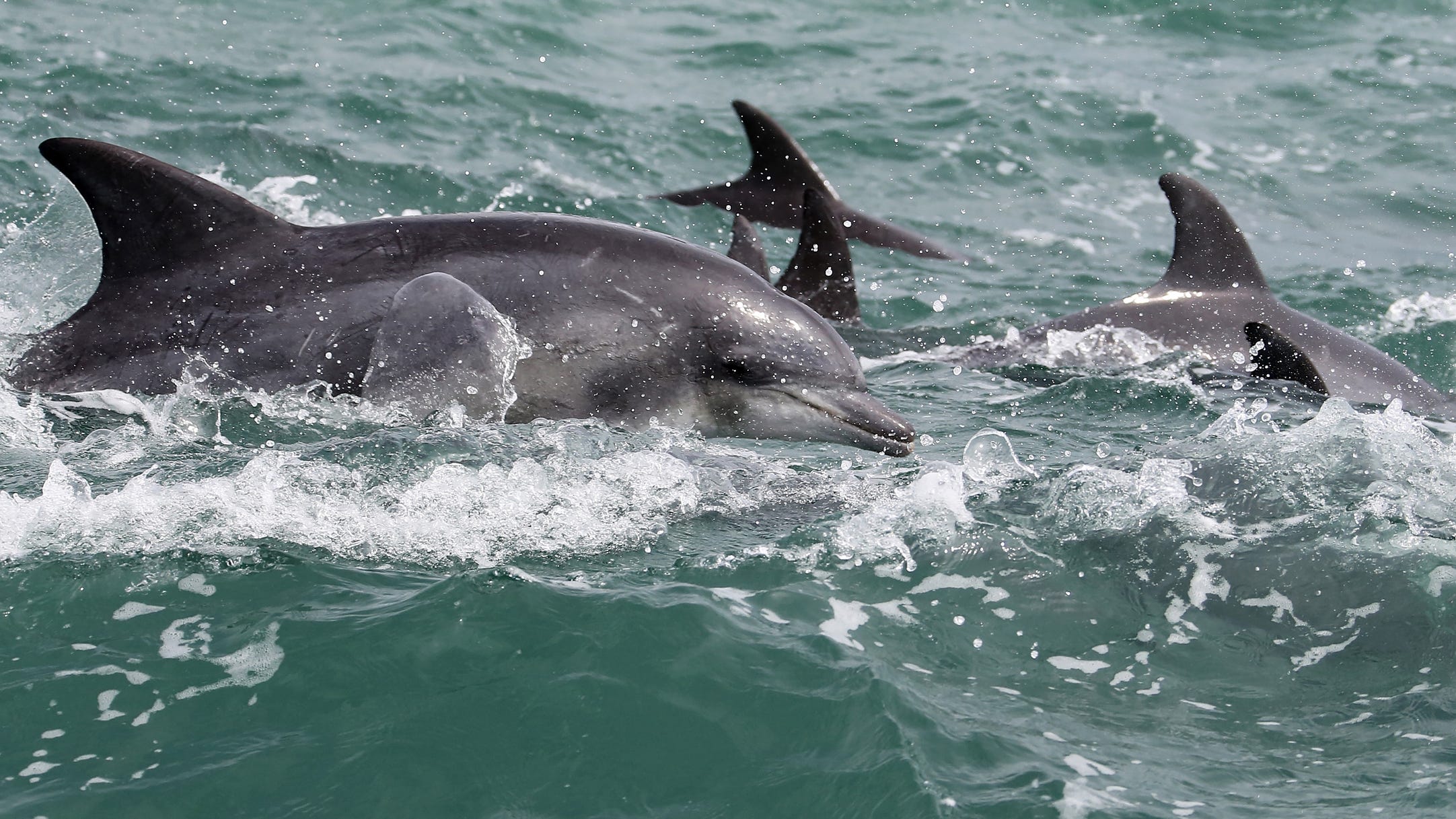 Lost swimmer stranded for 12 hours miraculously rescued by group of dolphins