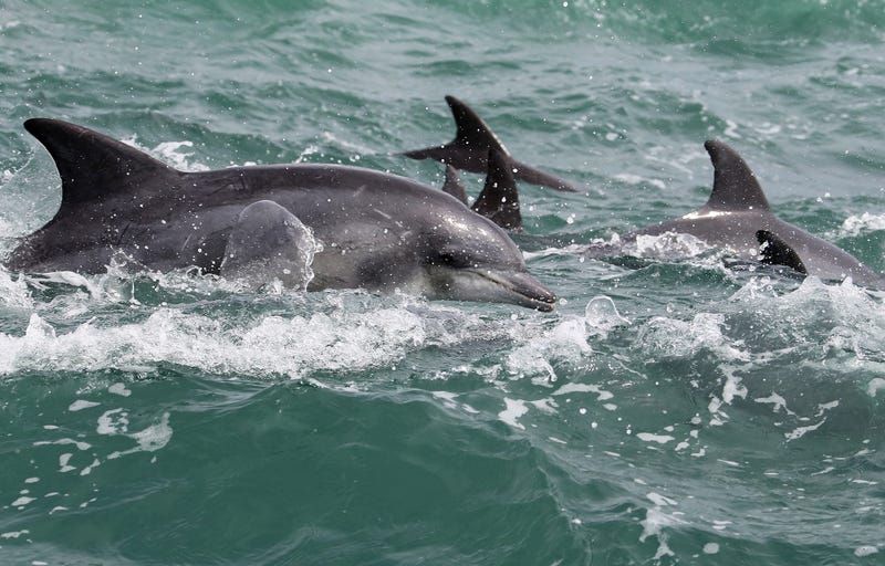 Bottlenose dolphins