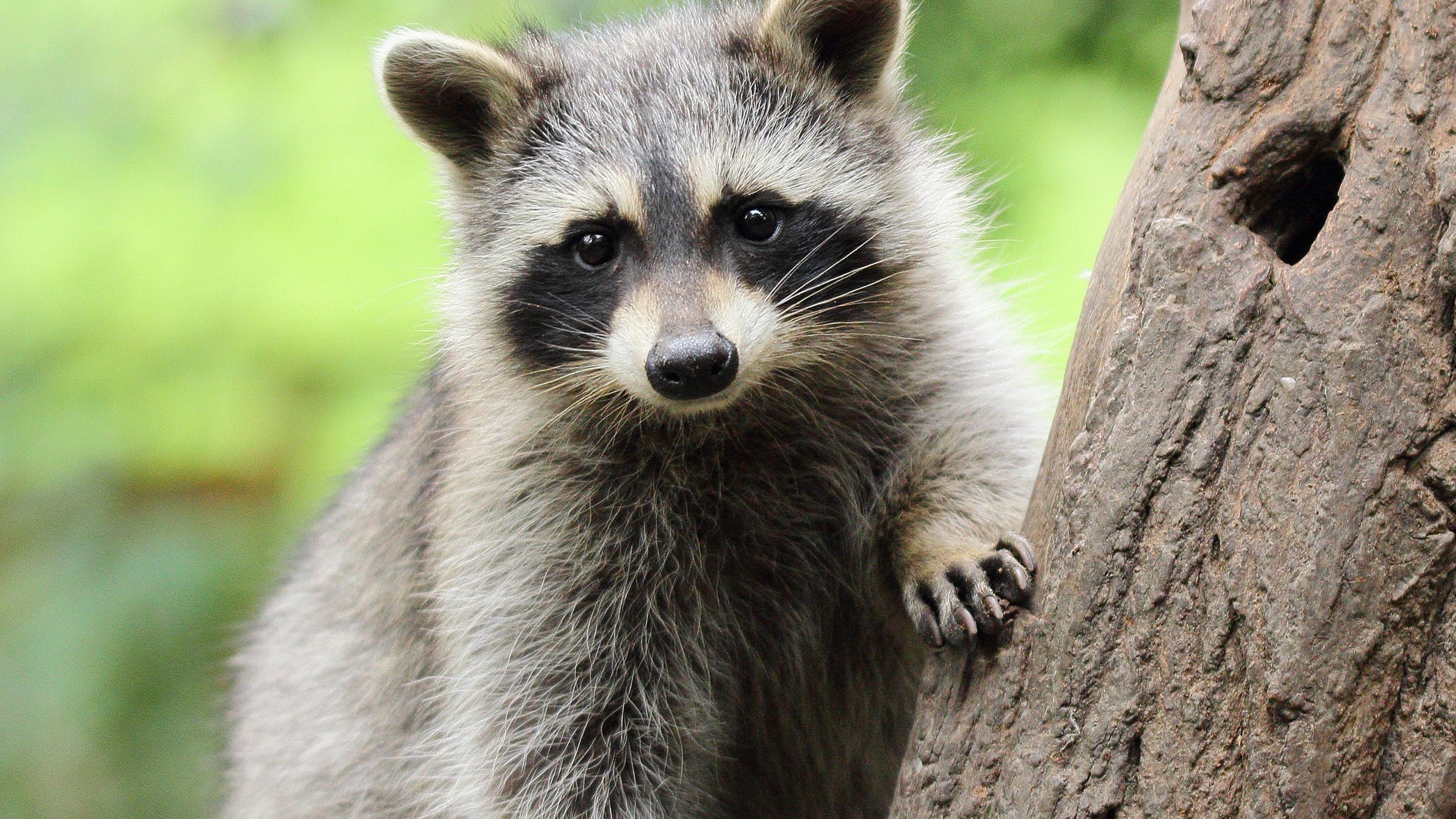 ‘Mom of the year:' Woman saves daughter from raccoon