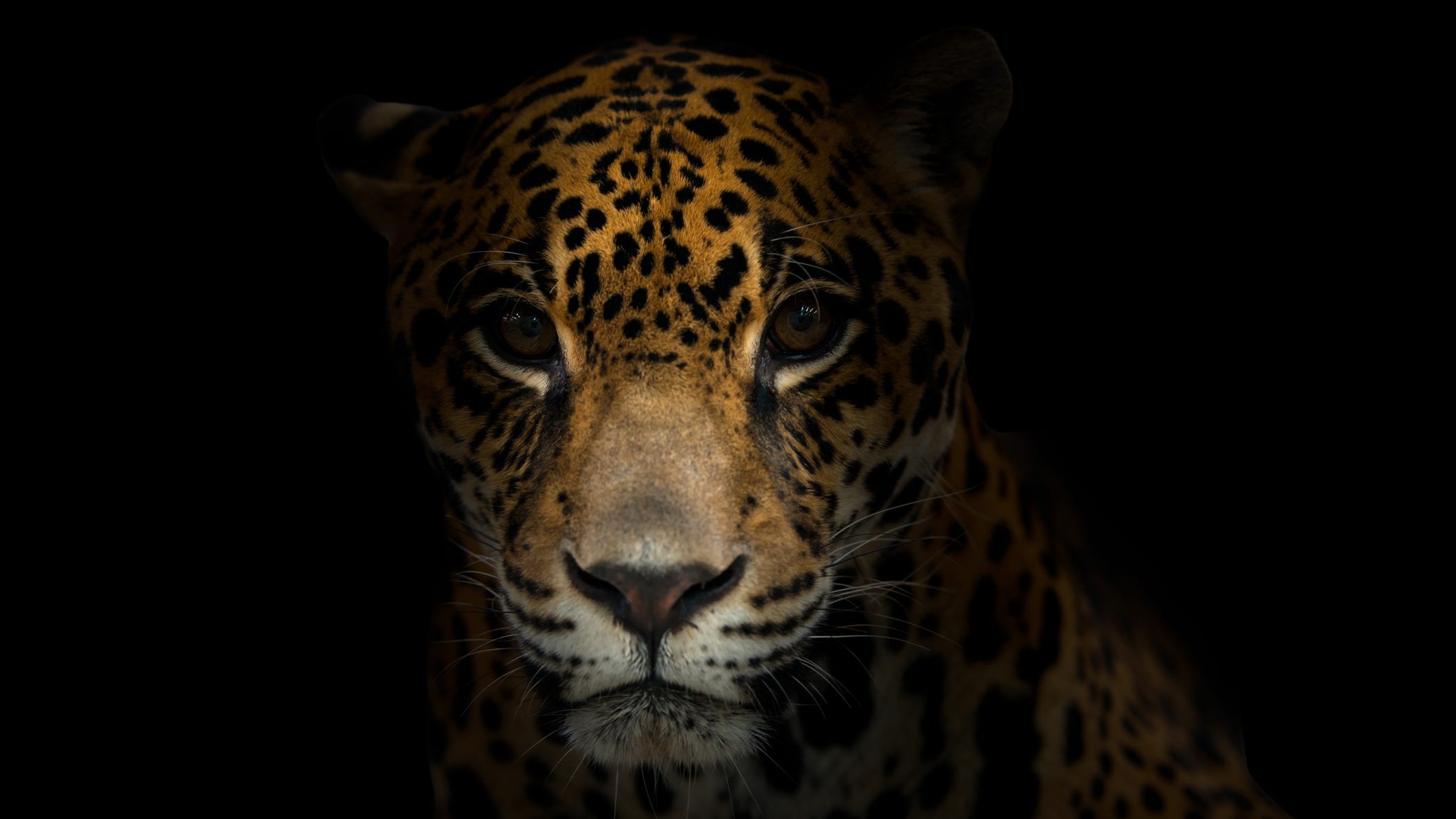 Environmentalists want jaguars to be reintroduced to US