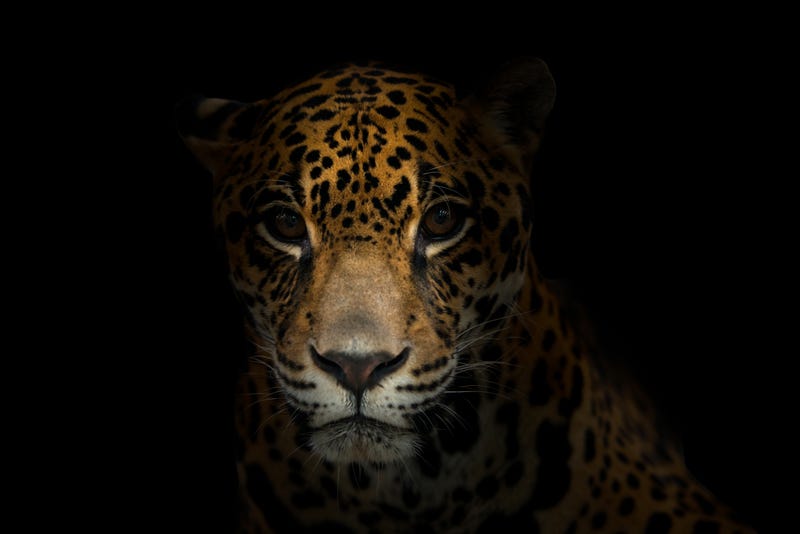 Jaguar stock photo. 