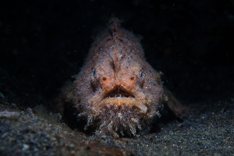 A Striated, or Hairy frogfish sits in the dark waiting to ambush prey.