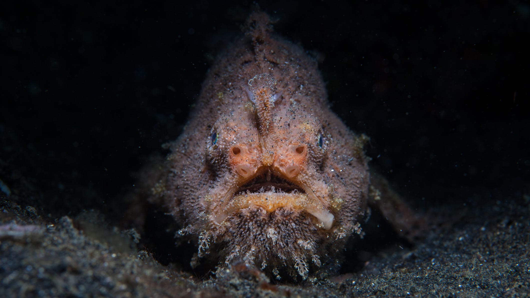 Monstrous deep sea creature washes up on California beach
