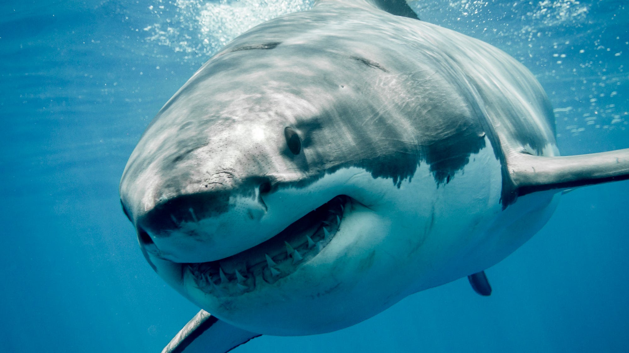 Breton, the 1,500-pound great white shark, makes his return to the East Coast